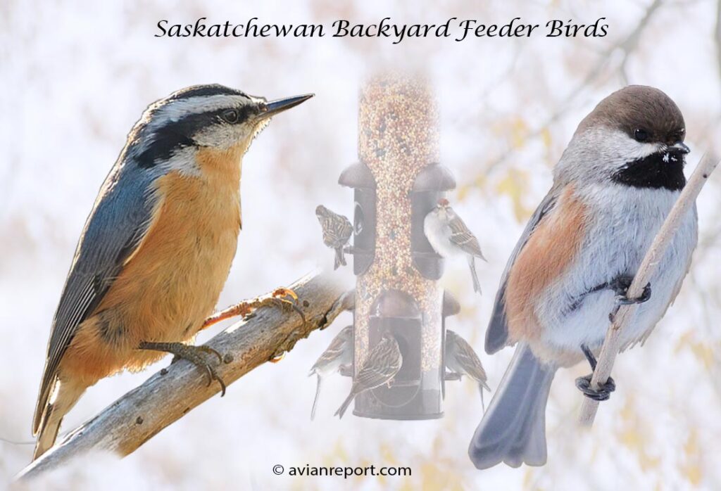 Header image for the 52 Saskatchewan Province Backyard Feeder Birds, featuring an adult Red-breasted Nuthatch and adult Boreal Chickadee.