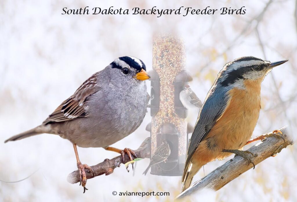 Header image for the 54 South Dakota Backyard Feeder Birds, featuring an adult White-crowned Sparrow and Red-breasted Nuthatch.