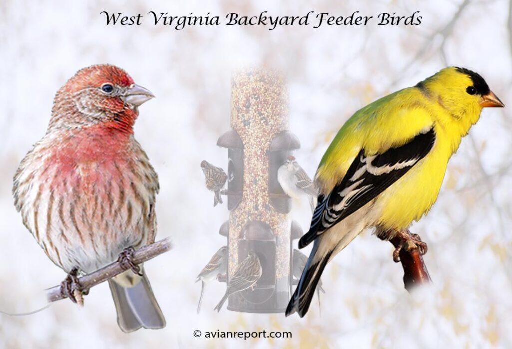 Header image for the 53 West Virginia Backyard Feeder Birds, featuring an adult male House Finch and adult male American Goldfinch.