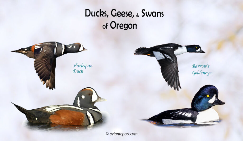 Header image for the “37 Oregon Ducks, Geese, and Swans: ID & Sound Guide” featuring a Harlequin Duck and Barrow’s Goldeneye, both swimming and in flight. The purpose is helping with the identification of waterfowl.