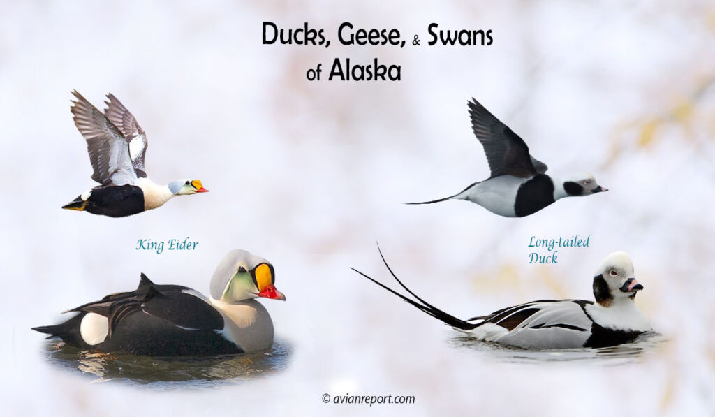 Header image for the “33 Alaska Ducks, Geese, and Swans: ID & Sound Guide” featuring a King Eider and a Long-tailed Duck, both swimming and in flight. The purpose is helping with the identification of waterfowl.