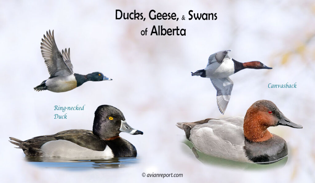Header image for the “36 Alberta Ducks, Geese, and Swans: ID & Sound Guide” featuring a Ring-necked Duck and Canvasback, both swimming and in flight. The purpose is helping with the identification of waterfowl.