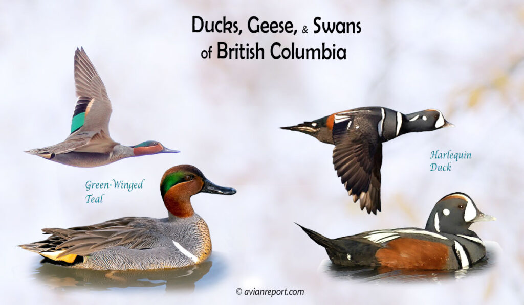 Header image for the “37 British Columbia Ducks, Geese, and Swans: ID & Sound Guide” featuring a Harlequin Duck and Green-winged Teal, both swimming and in flight. The purpose is helping with the identification of waterfowl.