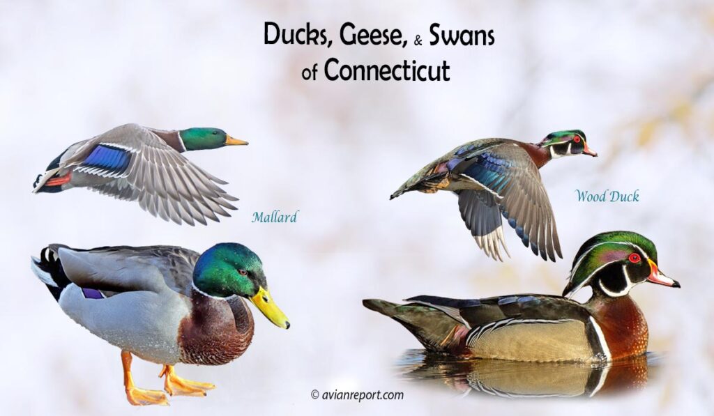 Header image for the “39 Connecticut Ducks, Geese, and Swans: ID & Sound Guide” featuring a Northern Shoveler and a Wood Duck, both swimming and in flight. The purpose is helping with the identification of waterfowl.