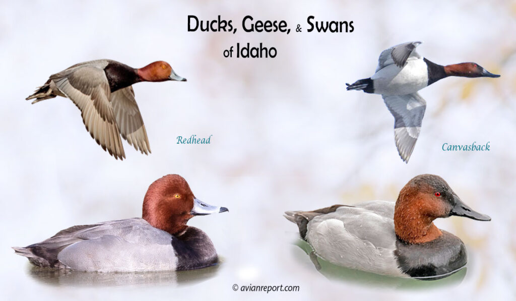 Header image for the “37 Idaho Ducks, Geese, and Swans: ID & Sound Guide” featuring a Redhead and a Canvasback, both swimming and in flight. The purpose is helping with the identification of waterfowl.
