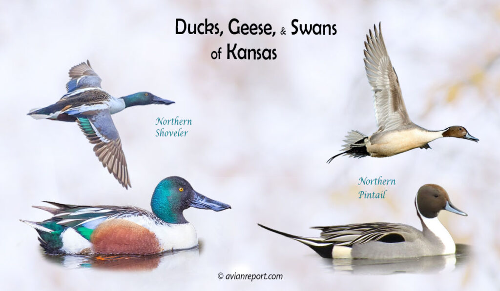 Header image for the “35 Kansas Ducks, Geese, and Swans: ID & Sound Guide” featuring a Red-shoveler and a Northern Pintail, both swimming and in flight. The purpose is helping with the identification of waterfowl.