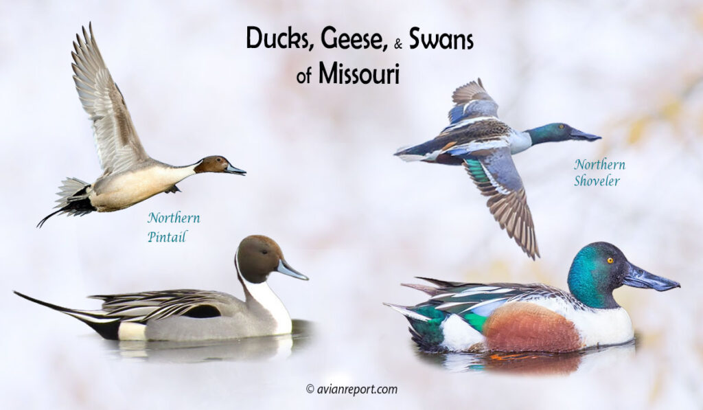Header image for the “35 Missouri Ducks, Geese, and Swans: ID & Sound Guide” featuring a Northern Pintail and a Northern Shoveler, both swimming and in flight. The purpose is helping with the identification of waterfowl.