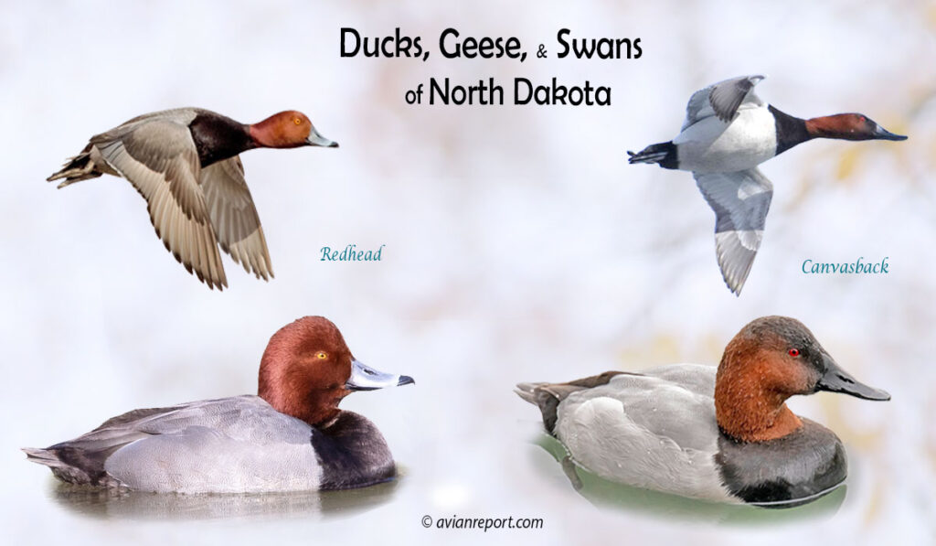 Header image for the “35 North Dakota Ducks, Geese, and Swans: ID & Sound Guide” featuring a Redhead and a Canvasback, both swimming and in flight. The purpose is helping with the identification of waterfowl.