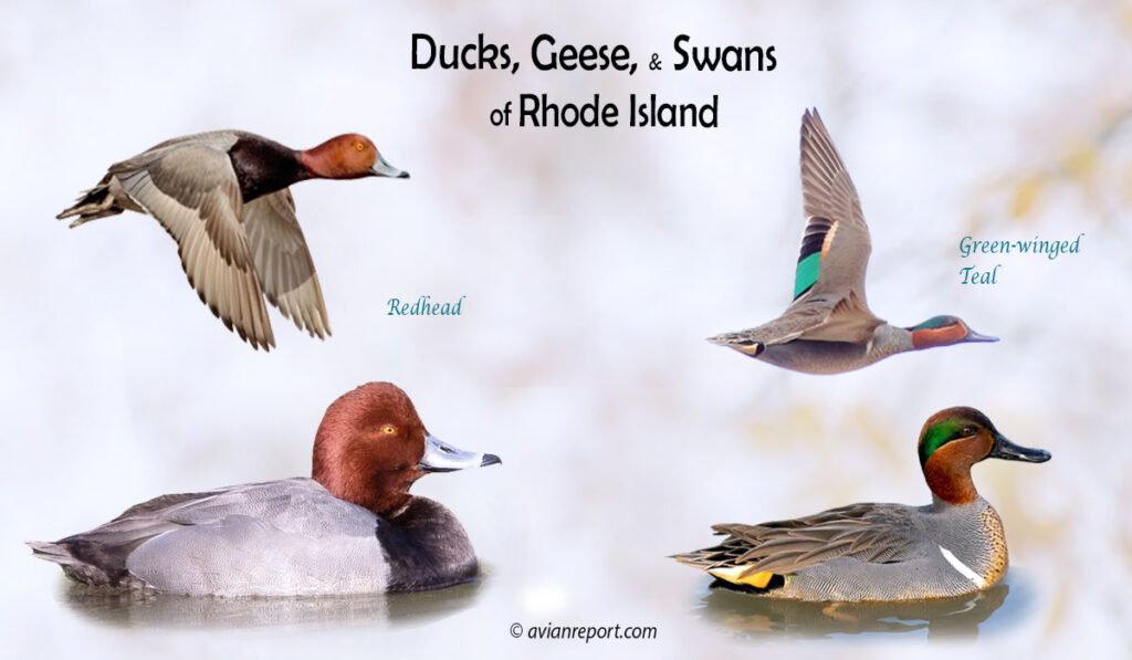 Header image for the “39 Rhode Island Ducks, Geese, and Swans: ID & Sound Guide” featuring a Redhead and a Green-winged Teal, both swimming and in flight. The purpose is helping with the identification of waterfowl.