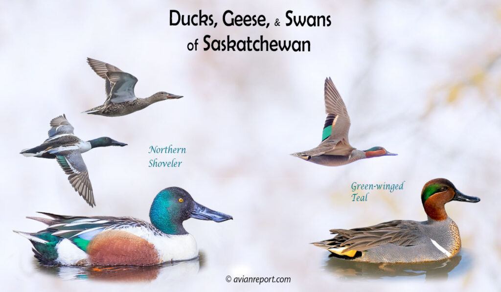 Header image for the “31 Saskatchewan Ducks, Geese, and Swans: ID & Sound Guide” featuring a Northern Shoveler and a Green-winged Teal, both swimming and in flight. The purpose is helping with the identification of waterfowl.