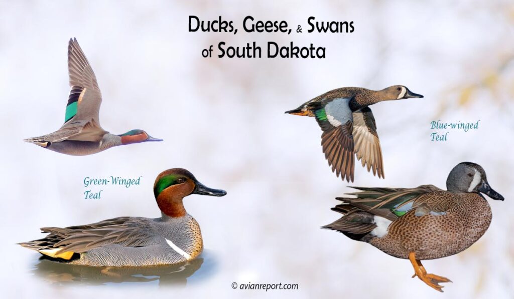 Header image for the “34 South Dakota Ducks, Geese, and Swans: ID & Sound Guide” featuring a Green-winged Teal and a Blue-winged Teal, both swimming and in flight. The purpose is helping with the identification of waterfowl.