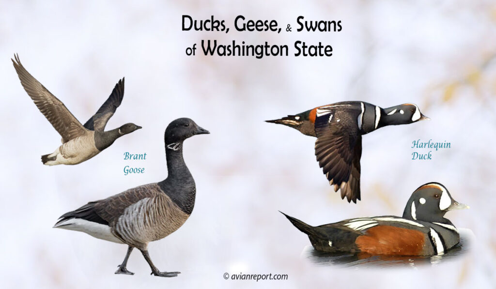 Header image for the “37 Washington Ducks, Geese, and Swans: ID & Sound Guide” featuring a Redhead and a Canvasback, both swimming and in flight. The purpose is helping with the identification of waterfowl.