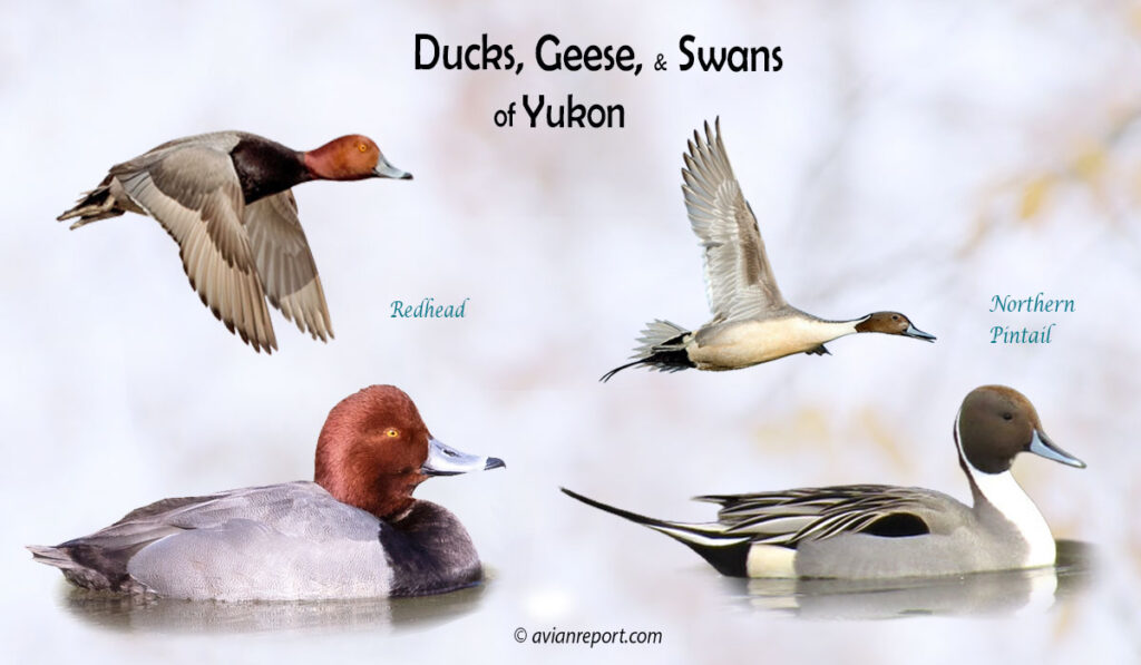 Header image for the “30 Yukon Ducks, Geese, and Swans: ID & Sound Guide” featuring a Redhead and a Northern Pintail, both swimming and in flight. The purpose is helping with the identification of waterfowl.