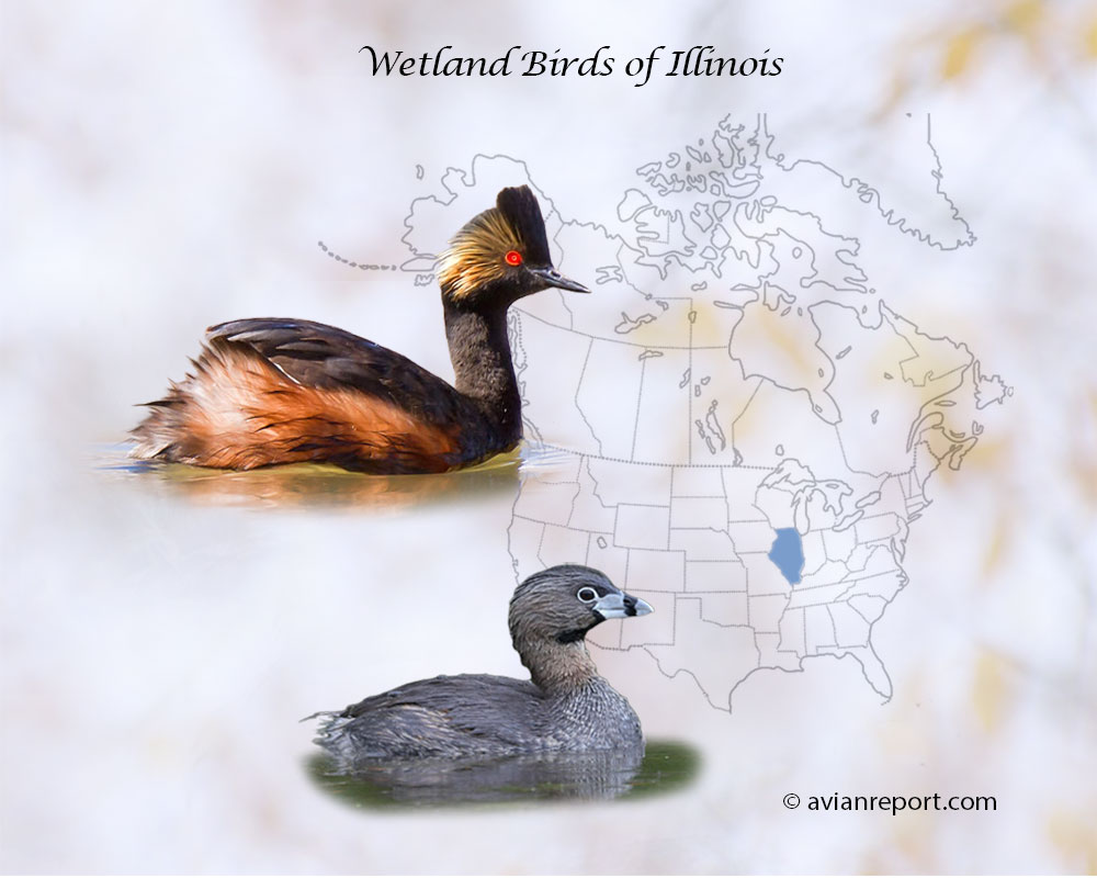 Header image for the “51 Illinois Wetland Birds: ID & Sound Guide” featuring an Eared Grebe and a Pied-billed Grebe. The purpose is helping with the identification of wetland birds.