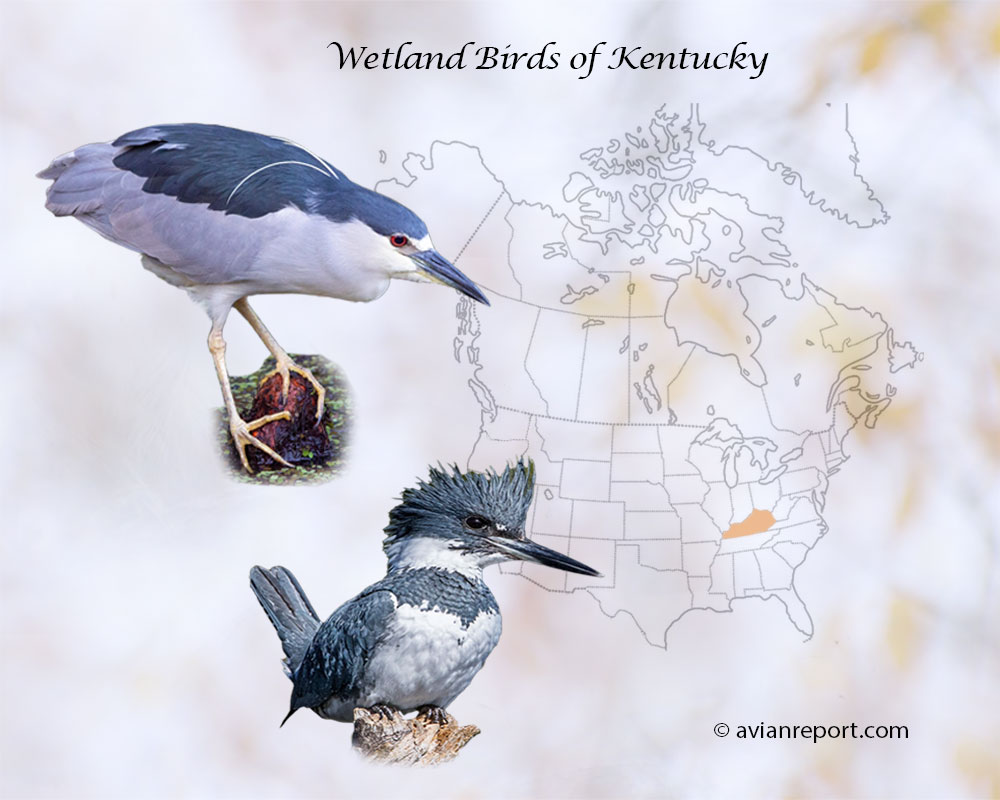 Header image for the “51 Kentucky Wetland Birds: ID & Sound Guide” featuring a Black-crowned Night-Heron a a Belted Kingfisher. The purpose is helping with the identification of wetland birds.
