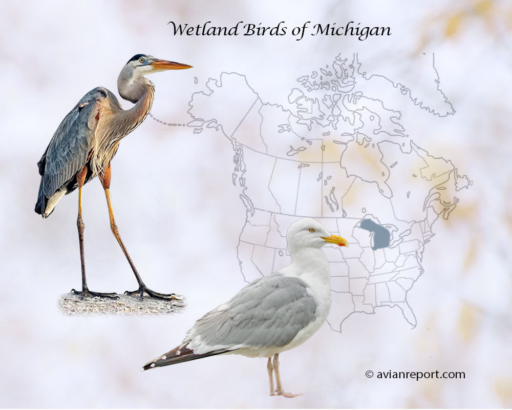 Header image for the “49 Michigan Wetland Birds: ID & Sound Guide” featuring a Great Blue Heron and an American Herring Gull. The purpose is helping with the identification of wetland birds.