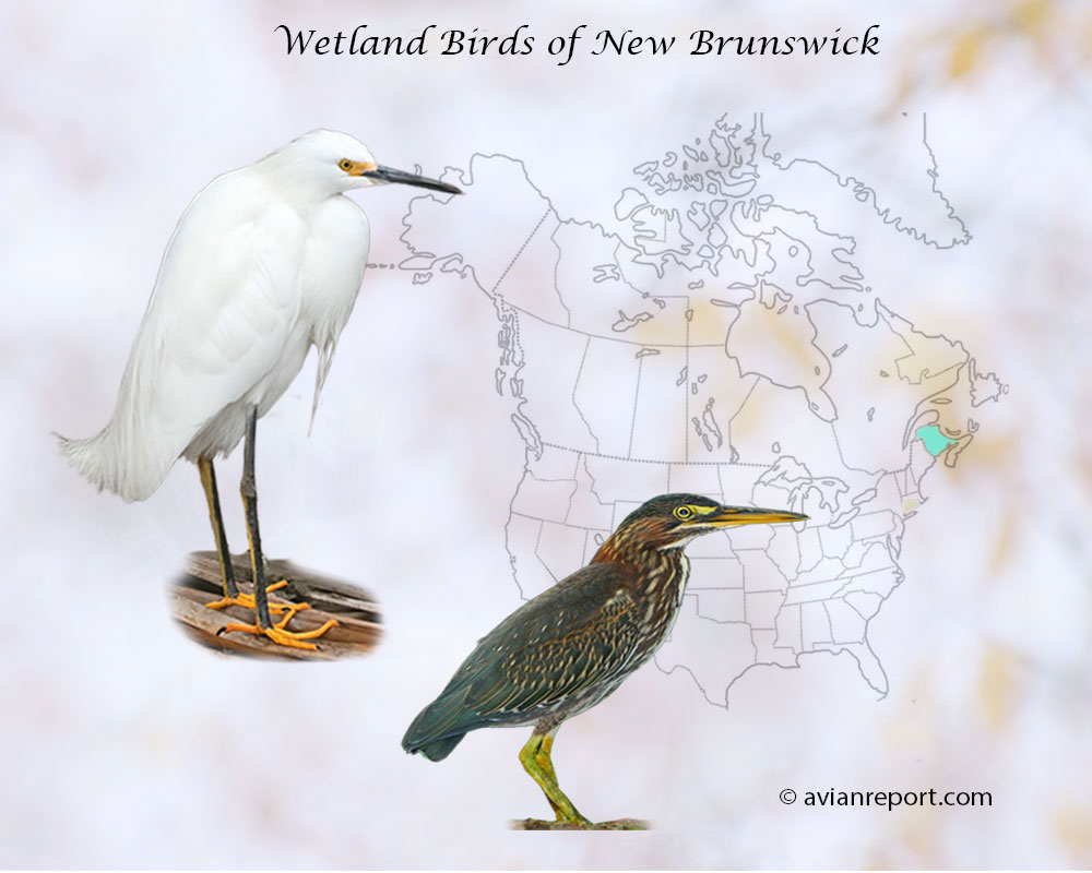 Header image for the “45 New Brunswick Wetland Birds: ID & Sound Guide” featuring a Snowy Egret and a Green Heron. The purpose is helping with the identification of wetland birds.