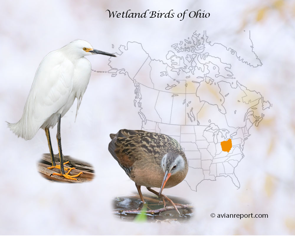 Header image for the “51 Ohio Brunswick Wetland Birds: ID & Sound Guide” featuring a Snowy Egret and a King Rail. The purpose is helping with the identification of wetland birds.