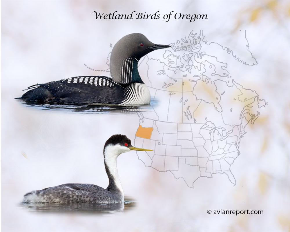 Header image for the “51 Oregon Wetland Birds: Sound & ID Guide” featuring a Pacific Loon and a Western Grebe. The purpose is helping with the identification of wetland birds.