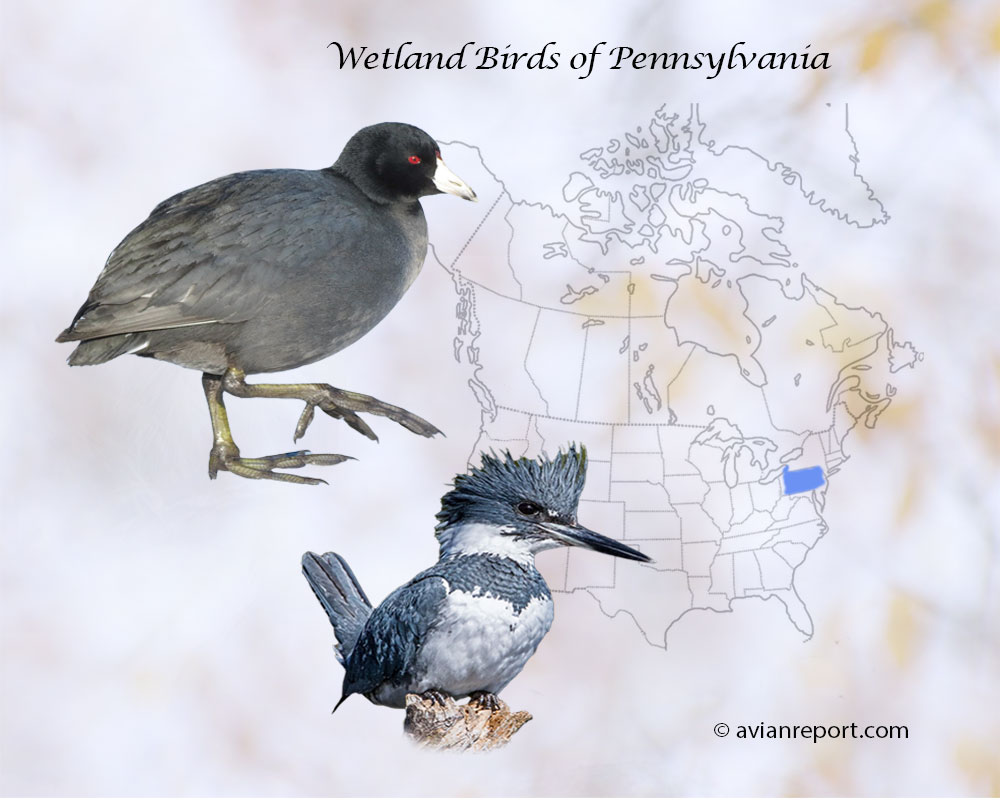 Header image for the “52 Pennsylvania Wetland Birds: ID & Sound Guide” featuring an American Coot and a Belted Kingfisher. The purpose is helping with the identification of wetland birds.
