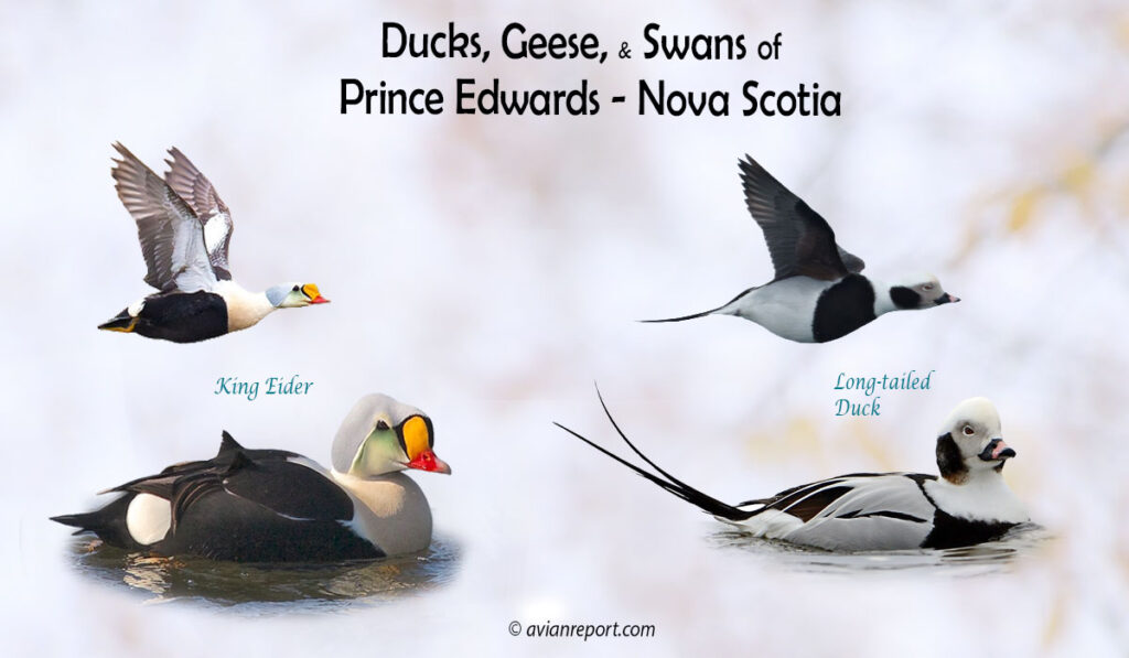 Header image for the “39 Nova Scotia and Prince Edward Island Ducks, Geese, and Swans: ID & Sound Guide” featuring a King Eider and a Long-tailed Duck, both swimming and in flight. The purpose is helping with the identification of waterfowl.