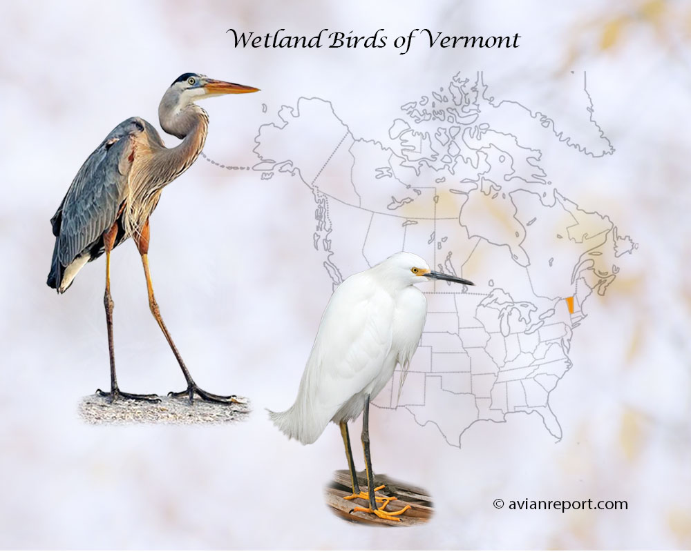 Header image for the “44 Vermont Wetland Birds: Sound & ID Guide” featuring a Great Blue Heron and a Snowy Egret. The purpose is helping with the identification of wetland birds.