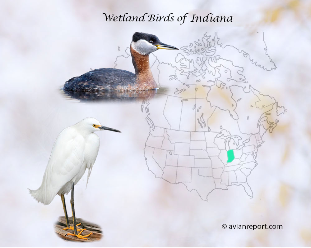 Header image for the “51 Indiana Wetland Birds: ID & Sound Guide” featuring a Red-necked Grebe and a Snowy Egret. The purpose is helping with the identification of wetland birds.