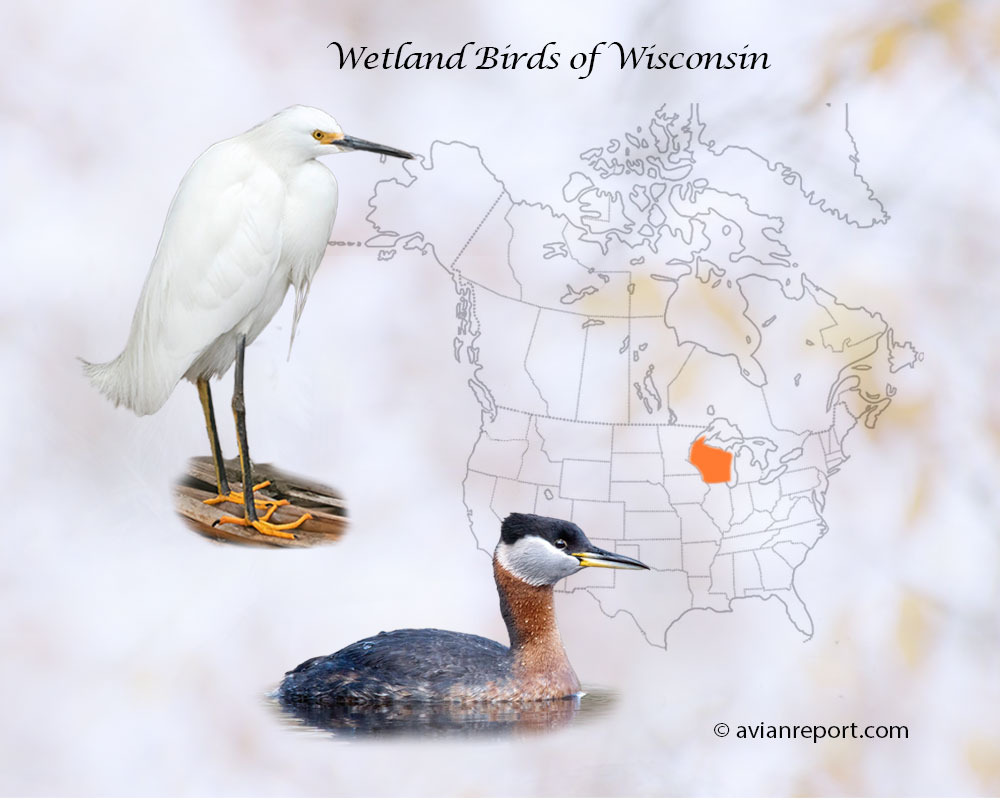 Header image for the “52 Winsconsin Wetland Birds: ID & Sound Guide” featuring a Snowy Egret and a Red-necked Grebe. The purpose is helping with the identification of wetland birds.