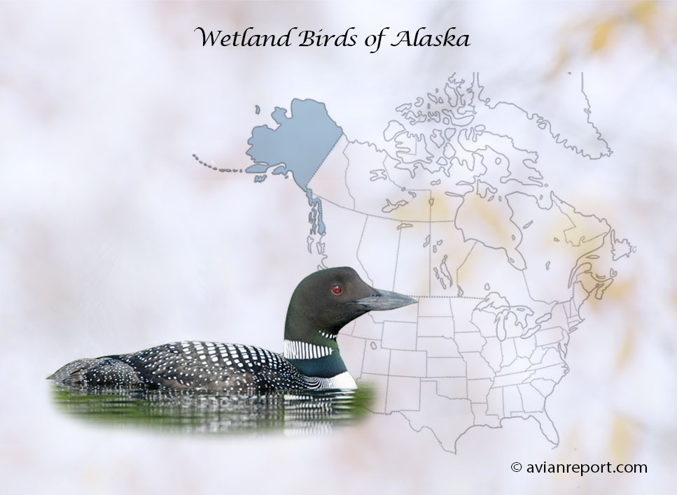 Header image for the “29 Alaska Wetland Birds: ID & Sound Guide” featuring a Common Loon. The purpose is helping with the identification of wetland birds.