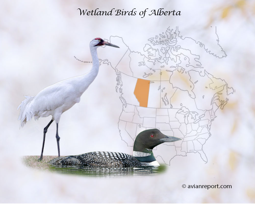 Header image for the “41 Alberta Province Wetland Birds: ID & Sound Guide” featuring a Whooping Crane and a Common Loon. The purpose is helping with the identification of wetland birds.
