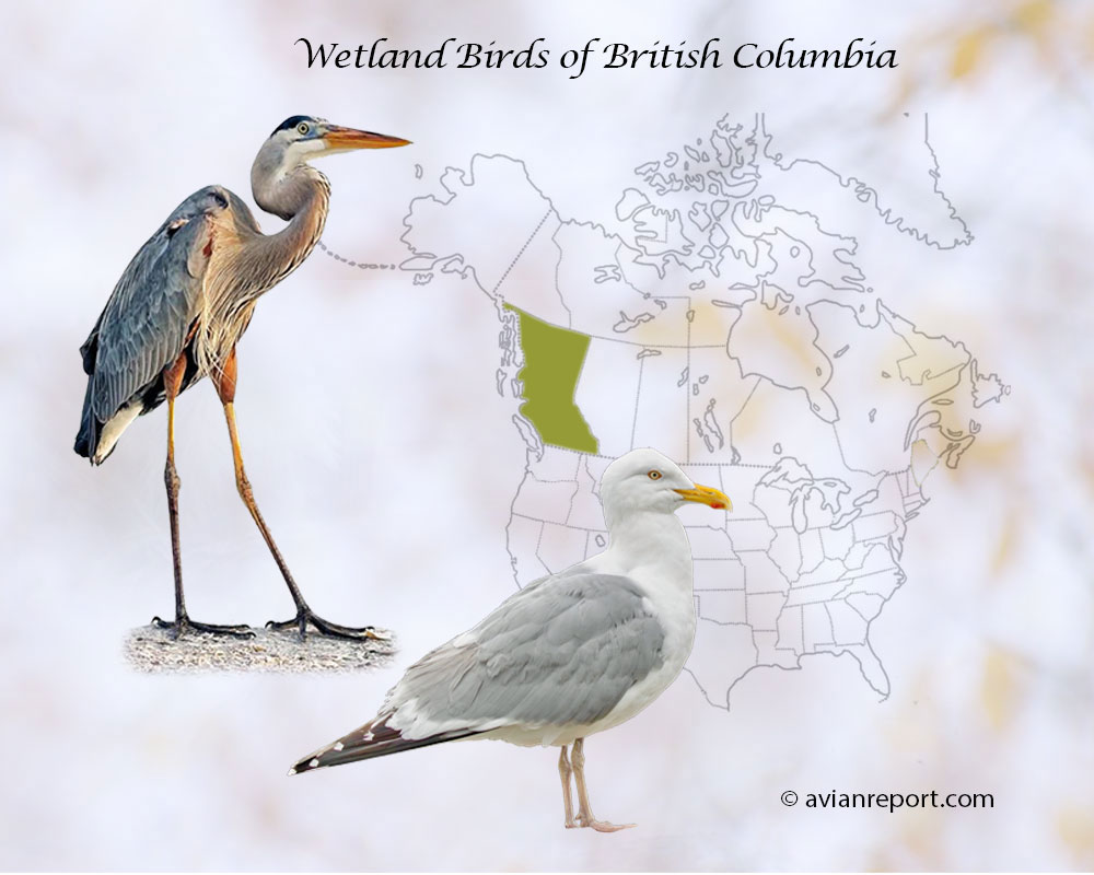Header image for the “42 British Columbia Wetland Birds: ID & Sound Guide” featuring a Great Blue Heron and a Herring Gull. The purpose is helping with the identification of wetland birds.