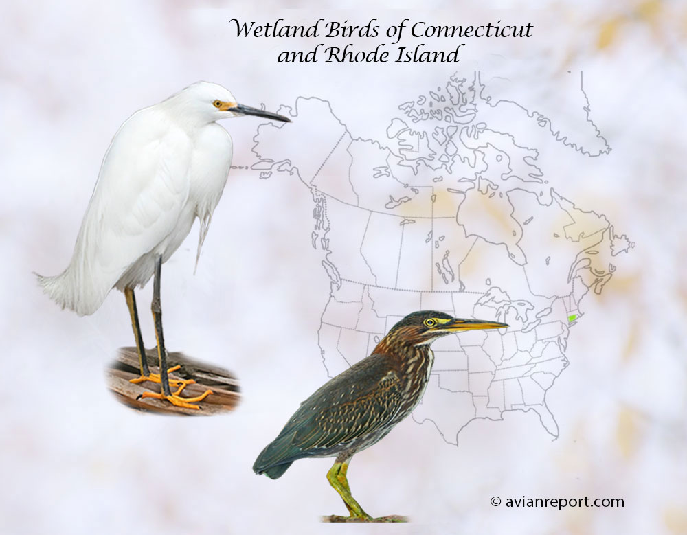 Header image for the “53 Connecticut & Rhode Island Wetland Birds: ID & Sound Guide” featuring a Snowy Egret and a Green Heron. The purpose is helping with the identification of wetland birds.