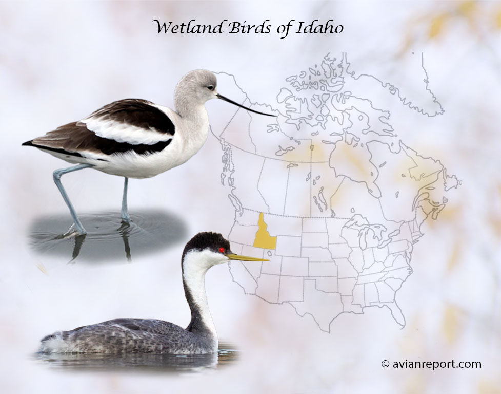 Header image for the “46 Idaho Wetland Birds: ID & Sound Guide” featuring a American Avocet and a Western Grebe. The purpose is helping with the identification of wetland birds.