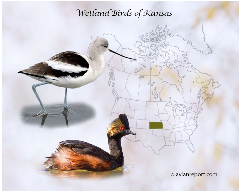 Header image for the “54 Kansas Wetland Birds: ID & Sound Guide” featuring an American Avocet and an Eared Grebe. The purpose is helping with the identification of wetland birds.