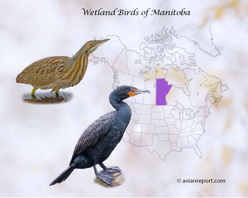 Header image for the “47 Manitoba Wetland Birds: ID & Sound Guide” featuring an American Bittern and a Double-crested Cormorant. The purpose is helping with the identification of wetland birds.