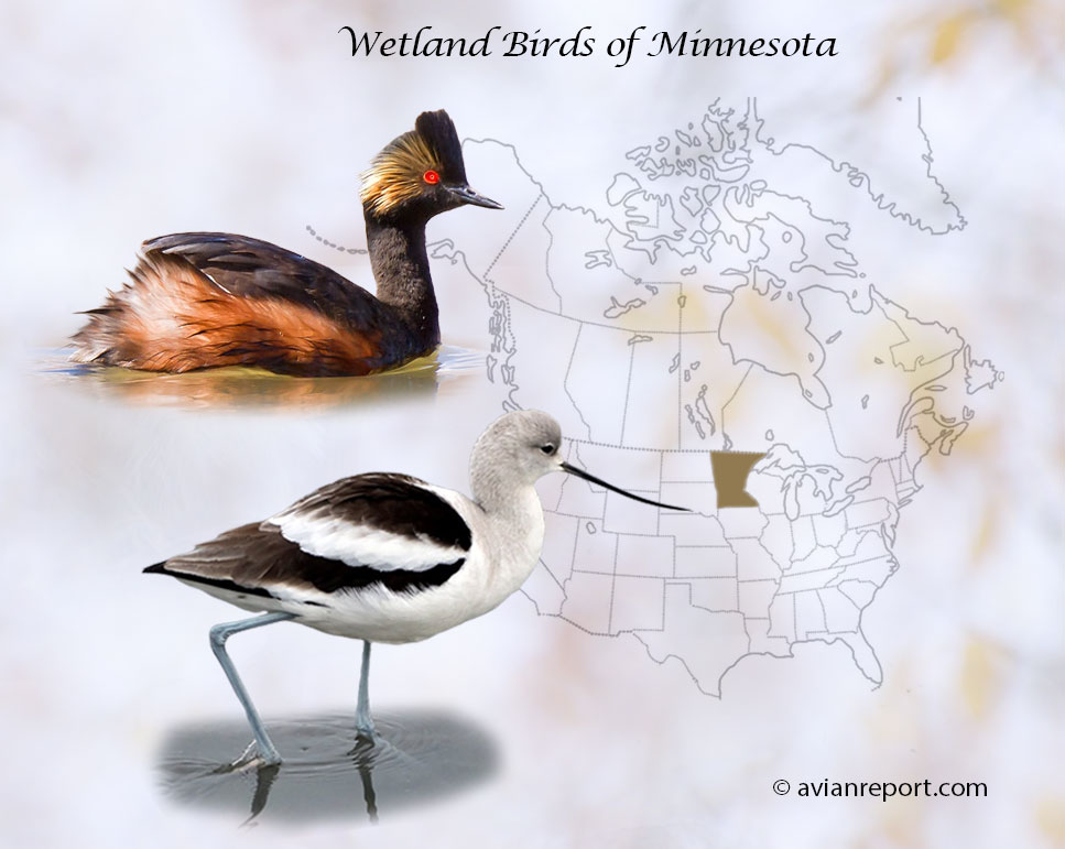 Header image for the “47 Minnesota Wetland Birds: ID & Sound Guide” featuring a Eared Grebe and an American Avocet. The purpose is helping with the identification of wetland birds.