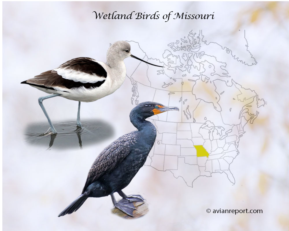 Header image for the “54 Missouri Wetland Birds: ID & Sound Guide” featuring an American Avocet and a Double-crested Cormorant. The purpose is helping with the identification of wetland birds.