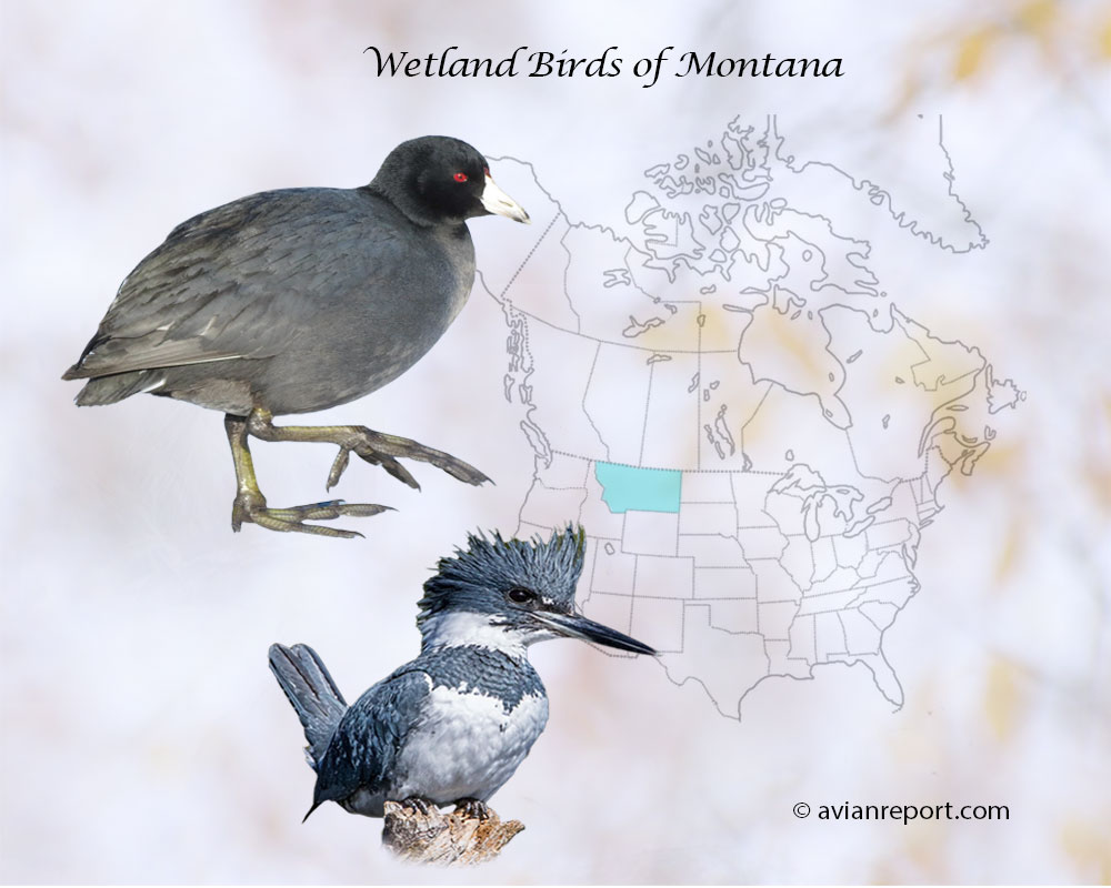 Header image for the “44 Montana Wetland Birds: ID & Sound Guide” featuring an American Coot and a Belted Kingfisher. The purpose is helping with the identification of wetland birds.