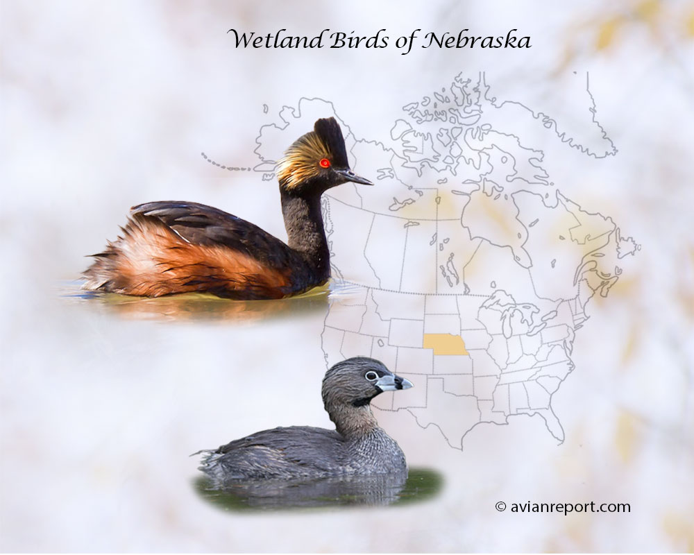 Header image for the “54 Nebraska Wetland Birds: ID & Sound Guide” featuring an Eared Grebe and a Pied-billed Grebe. The purpose is helping with the identification of wetland birds.
