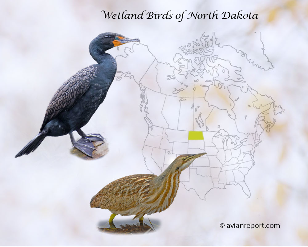 Header image for the “47 North Dakota Wetland Birds: ID & Sound Guide” featuring a Double-crested Cormorant and an American Bittern. The purpose is helping with the identification of wetland birds.