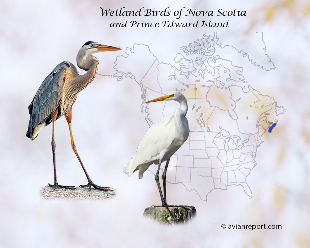 Header image for the “44 Nova Scotia & Prince Edward Island Provinces Wetland Birds: ID & Sound Guide” featuring a Great Blue Heron and a Great Egret. The purpose is helping with the identification of wetland birds.