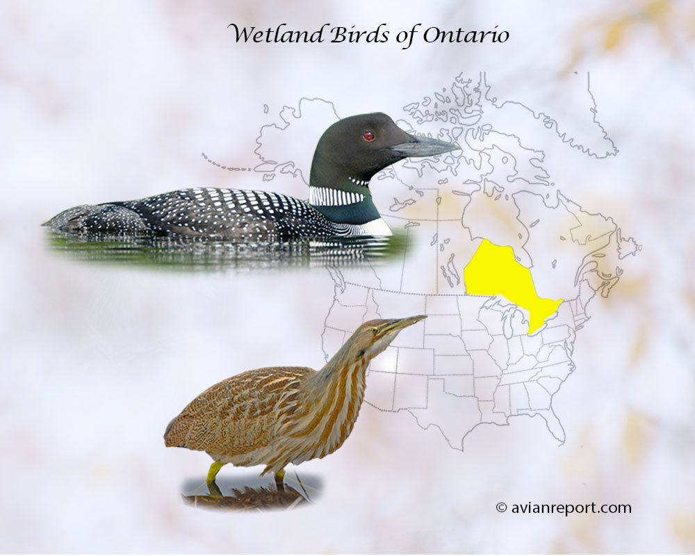 Header image for the “53 Ontario Province Wetland Birds: ID & Sound Guide” featuring a Common Loon and an American Bittern. The purpose is helping with the identification of wetland birds.