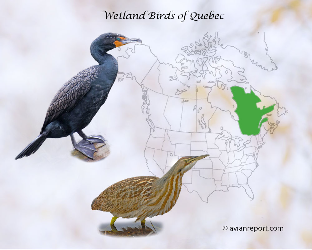 Header image for the “47 Quebec Province Wetland Birds: ID & Sound Guide” featuring a Double-crested Cormorant and an American Bittern. The purpose is helping with the identification of wetland birds.
