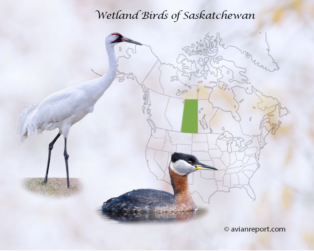 Header image for the “41 Saskatchewan Province Wetland Birds: ID & Sound Guide” featuring a Whooping Crane and a Red-necked Grebe. The purpose is helping with the identification of wetland birds.