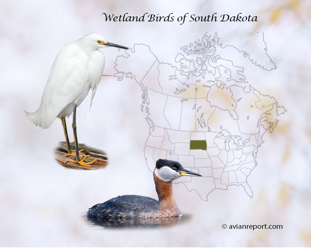 Header image for the “47 South Dakota Wetland Birds: ID & Sound Guide” featuring a Snowy Egret and a Red-necked Grebe. The purpose is helping with the identification of wetland birds.
