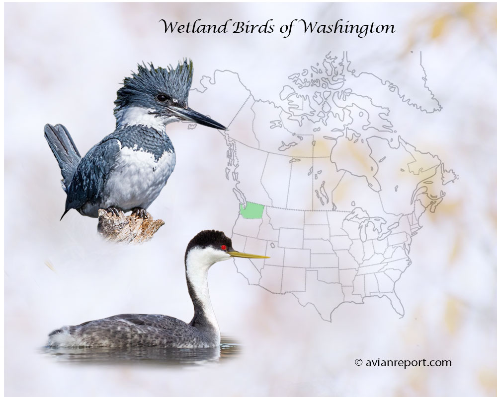 Header image for the “47 Washington State Wetland Birds: ID & Sound Guide” featuring a Belted Kingfisher and a Western Grebe. The purpose is helping with the identification of wetland birds.