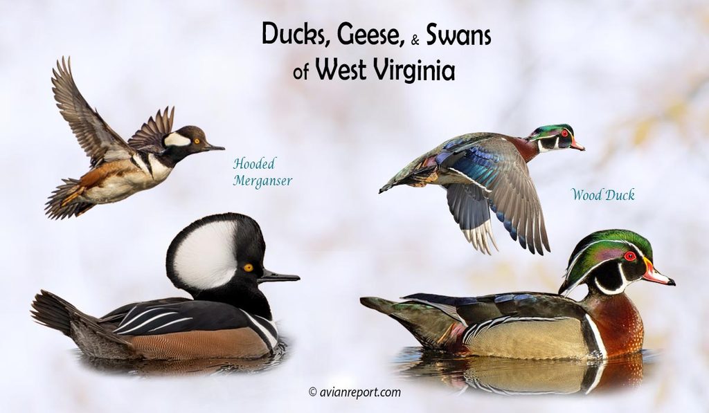 Header image for the “36 West Virginia Ducks, Geese, and Swans: ID & Sound Guide” featuring a Hooded Merganser and a Wood Duck. The purpose is helping with the identification of waterfowl.