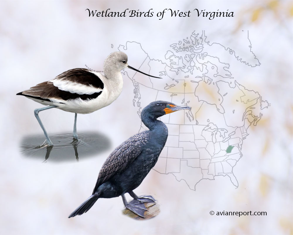 Header image for the “46 West Virginia Wetland Birds: ID & Sound Guide” featuring an American Avocet and a Double-crested Cormorant. The purpose is helping with the identification of wetland birds.