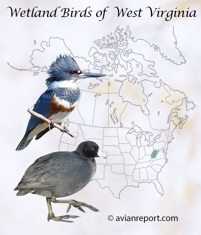 Header image for the “46 West Virginia Wetland Birds: ID & Sound Guide” featuring a Belted Kingfisher and an American Coot. The purpose is helping with the identification of wetland birds.