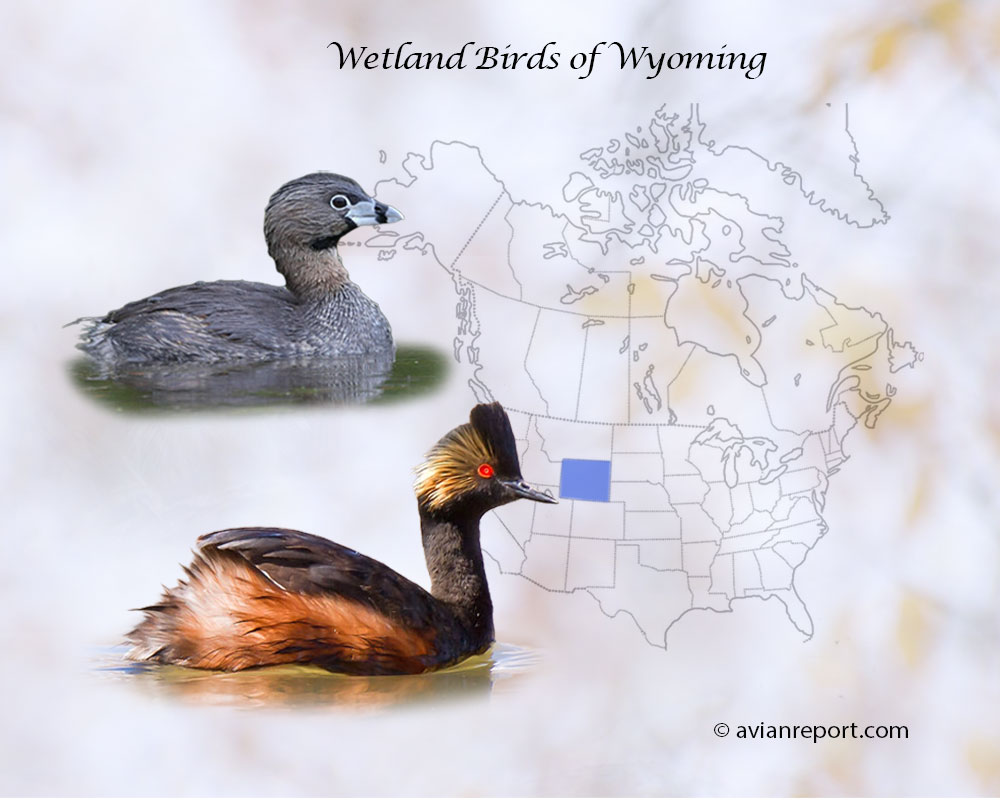 Header image for the “44 Wyoming Wetland Birds: ID & Sound Guide” featuring a Pied-billed Grebe and an Eared Grebe. The purpose is helping with the identification of wetland birds.